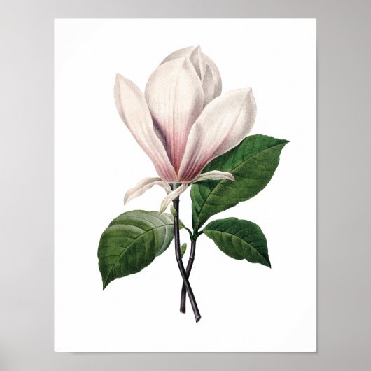 Botanischer Druck von PINK MAGNOLIA von Redoute Poster (Vorne)