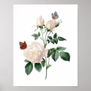 Botanischer Druck von ROSEN Original von Redoute Poster