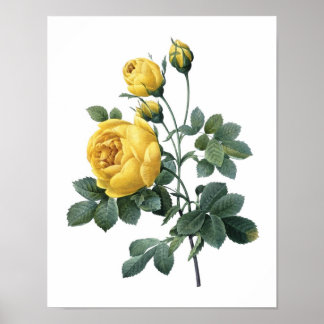 Botanischer Druck von YELLOW ROSE von Redoute Poster