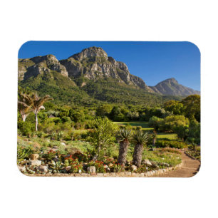 Botanischer Garten Kirstenbosch, Kapstadt Magnet