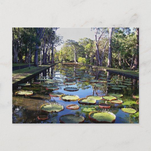 Botanischer Garten Pamplemousses, Insel Mauritius Postkarte (Vorderseite)