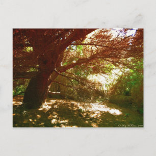 Botanischer Garten Postkarte