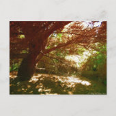 Botanischer Garten Postkarte (Vorderseite)