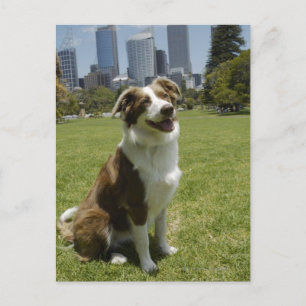 Botanischer Garten, Sydney, New South Wales, 3 Postkarte