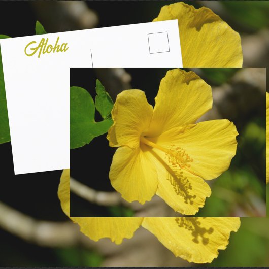 Botanischer Gelber Hibiskus Postkarte