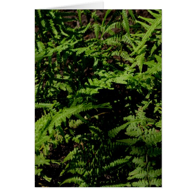 Botanischer grüner Waldboden Ferns (Vorne)