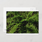 Botanischer Grünwaldfußboden Ferns Postkarte (Vorne/Hinten)