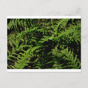 Botanischer Grünwaldfußboden Ferns Postkarte