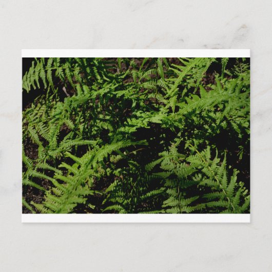 Botanischer Grünwaldfußboden Ferns Postkarte (Vorderseite)