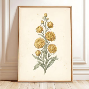 Botanischer Helichrysum Vintage-Kunstdruck Poster