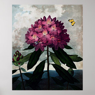 Botanischer Kunsttempel der Flora Rhododendron Poster