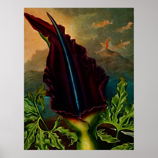 Botanischer Kunsttempel Pflanze des Drachen Poster (Vorne)