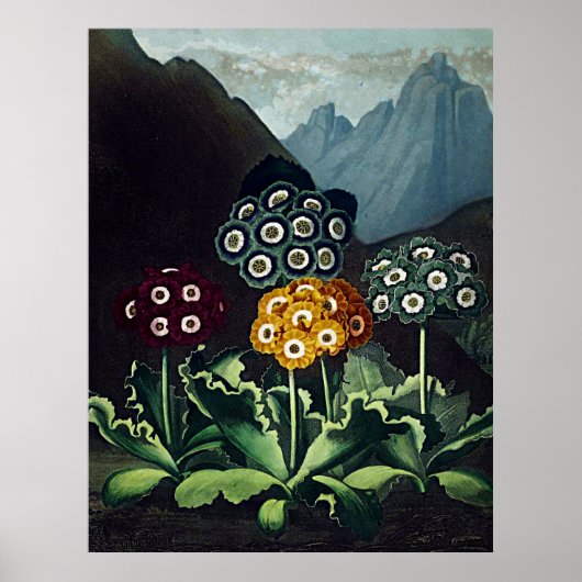 Botanischer Kunsttempel Poster (Vorne)