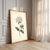 Botanischer Laurustinus-Wandkunst-Druck Poster