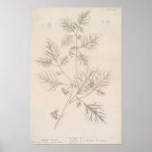 Botanischer Nachtschatten zeichnend Poster (Vorne)