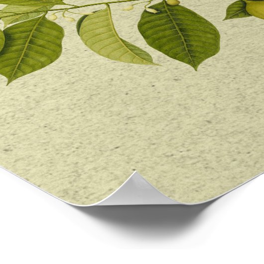 Botanischer Nutmeg-Baumdruck Poster (Ecke)