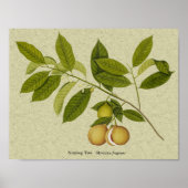 Botanischer Nutmeg-Baumdruck Poster (Vorne)