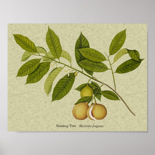 Botanischer Nutmeg-Baumdruck Poster (Vorne)