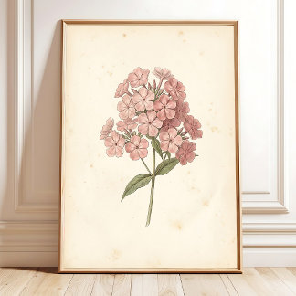 Botanischer Phlox-Wandkunst-Druck Poster