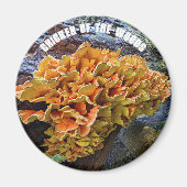 Botanischer Pilzhühner des Waldes Magnet (Vorne)