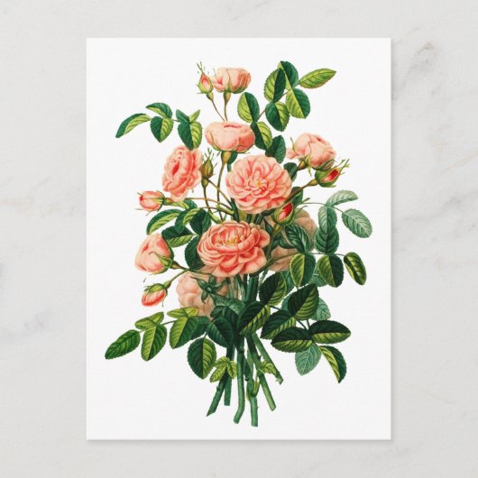 Botanischer Pink Peony Bokeh Postkarte (Vorderseite)