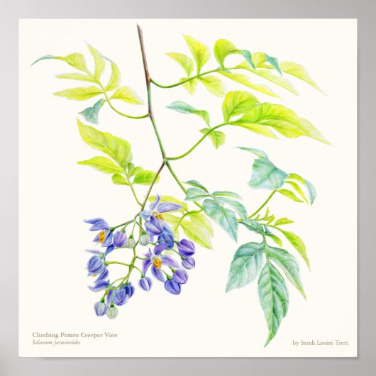 Botanischer Poster-Druck von Solanum jasminoid Poster (Vorne)