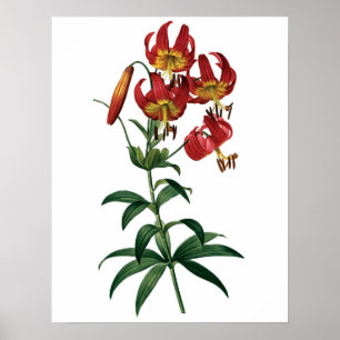 Botanischer PREMIUM-QUALITÄTSDruck aus roter Lilie Poster