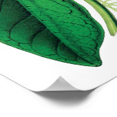 Botanischer PREMIUM-QUALITÄTSDruck der Passiflora Poster (Ecke)