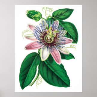 Botanischer PREMIUM-QUALITÄTSDruck der Passiflora Poster