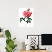 Botanischer PREMIUM-QUALITÄTSdruck der Rose Poster (Heimbüro)