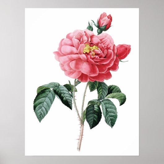 Botanischer PREMIUM-QUALITÄTSdruck der Rose Poster (Vorne)