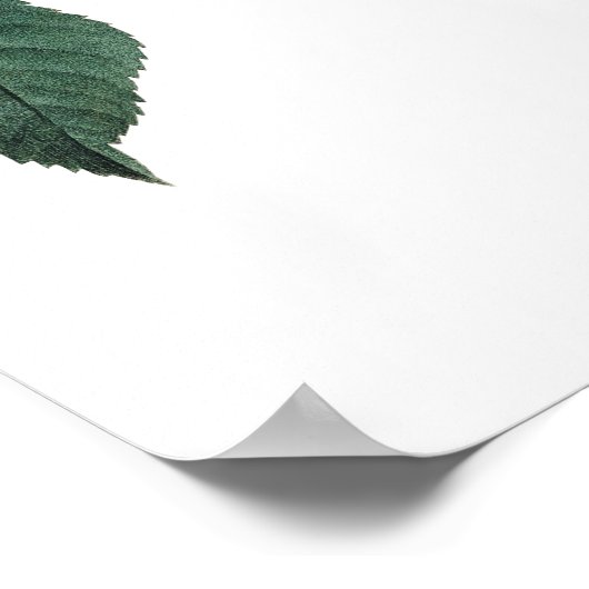 Botanischer PREMIUM-QUALITÄTSdruck der Rose Poster (Ecke)