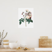 Botanischer PREMIUM-QUALITÄTSdruck der Rose Poster (Küche)