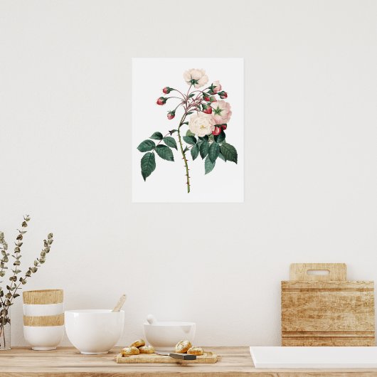 Botanischer PREMIUM-QUALITÄTSdruck der Rose Poster (Küche)