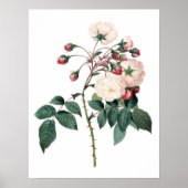 Botanischer PREMIUM-QUALITÄTSdruck der Rose Poster (Vorne)