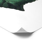 Botanischer PREMIUM-QUALITÄTSdruck Kamelien Poster (Ecke)