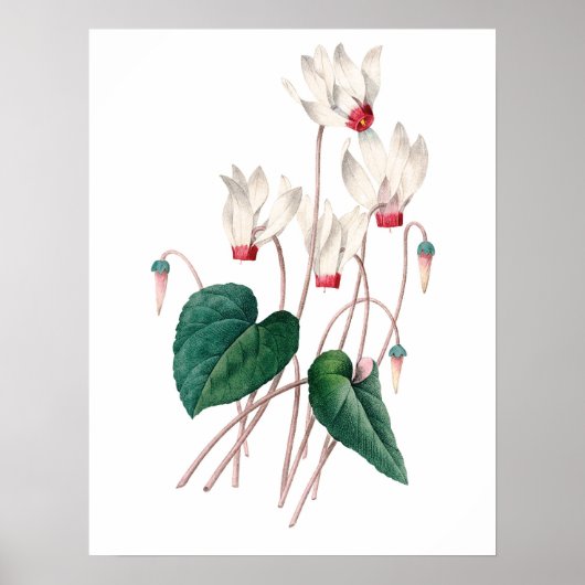 Botanischer PREMIUM-QUALITÄTSDruck von Cyclamen Poster (Vorne)
