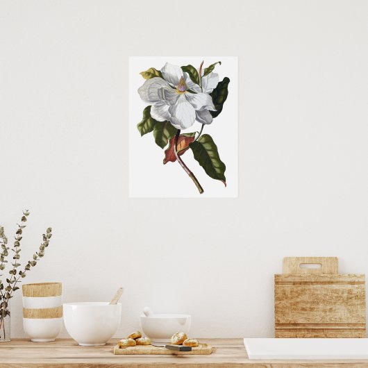 Botanischer PREMIUM-QUALITÄTSDruck von Magnolien Poster (Küche)