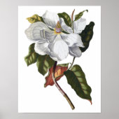 Botanischer PREMIUM-QUALITÄTSDruck von Magnolien Poster (Vorne)