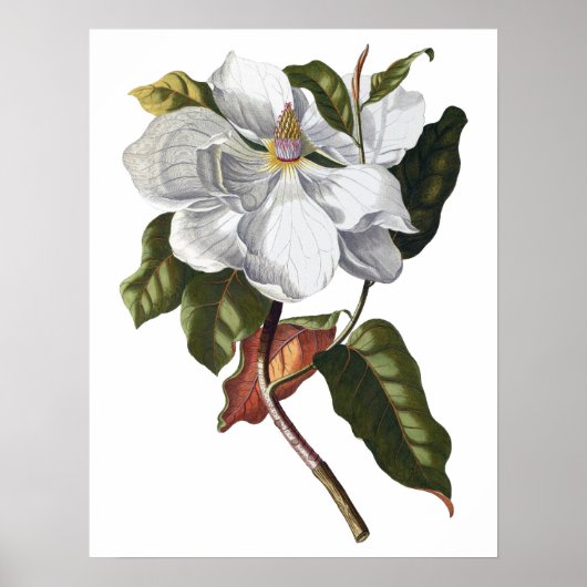 Botanischer PREMIUM-QUALITÄTSDruck von Magnolien Poster (Vorne)