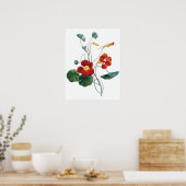 Botanischer PREMIUM-QUALITÄTSDruck von nasturtium Poster (Küche)