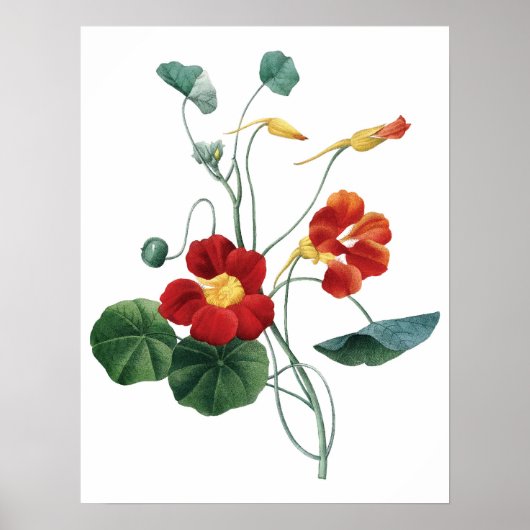 Botanischer PREMIUM-QUALITÄTSDruck von nasturtium Poster (Vorne)