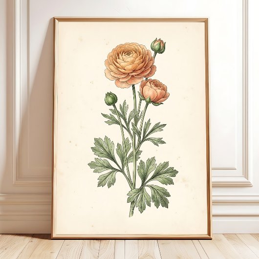 Botanischer Ranunculus-Galerie-Kunstprint Poster