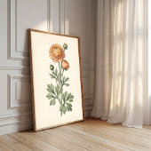 Botanischer Ranunculus-Galerie-Kunstprint Poster