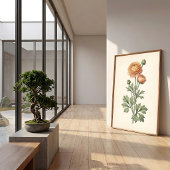 Botanischer Ranunculus-Galerie-Kunstprint Poster