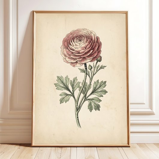 Botanischer Ranunculus-Leinwanddruck Poster