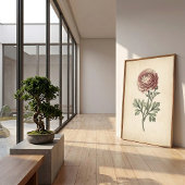 Botanischer Ranunculus-Leinwanddruck Poster