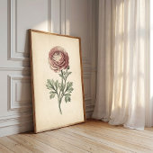 Botanischer Ranunculus-Leinwanddruck Poster