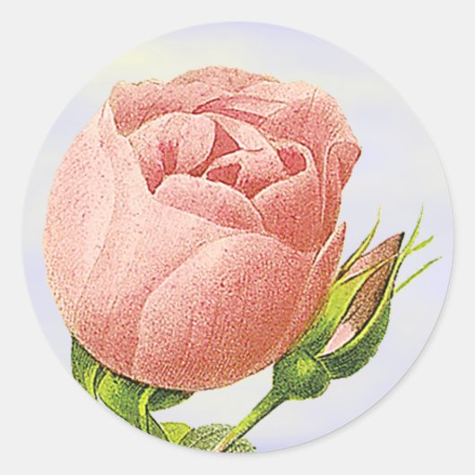 Botanischer Rosa Rosenknospe-Aufkleber Runder Aufkleber (Vorderseite)
