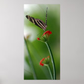 Botanischer Schmetterling Poster (Vorne)